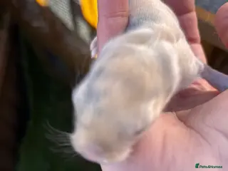 English Lop rabbits Beautiful rabbits - Advert 6