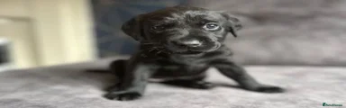 Labrador Retriever 5