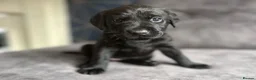 Labrador Retriever dogs for sale: Stunning litter of KC black labradors - Advert 26