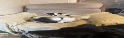 Jack Russell dogs for sale: Max intact male - Advert 3