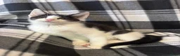 Mixed Breed cats for sale: 5 Gorgeous Kittens - Advert 11