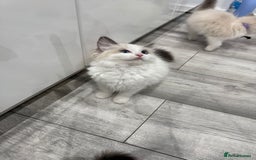 Ragdoll cats for sale: GCCF, They are ready for their new home. - Image 29