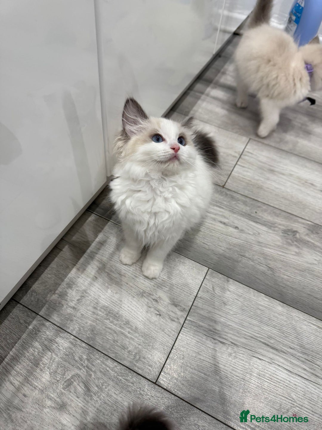 Ragdoll cats for sale: GCCF, They are ready for their new home. - Image 29