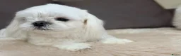 Maltese dogs for sale: Full Korean Male Maltese - Advert 10