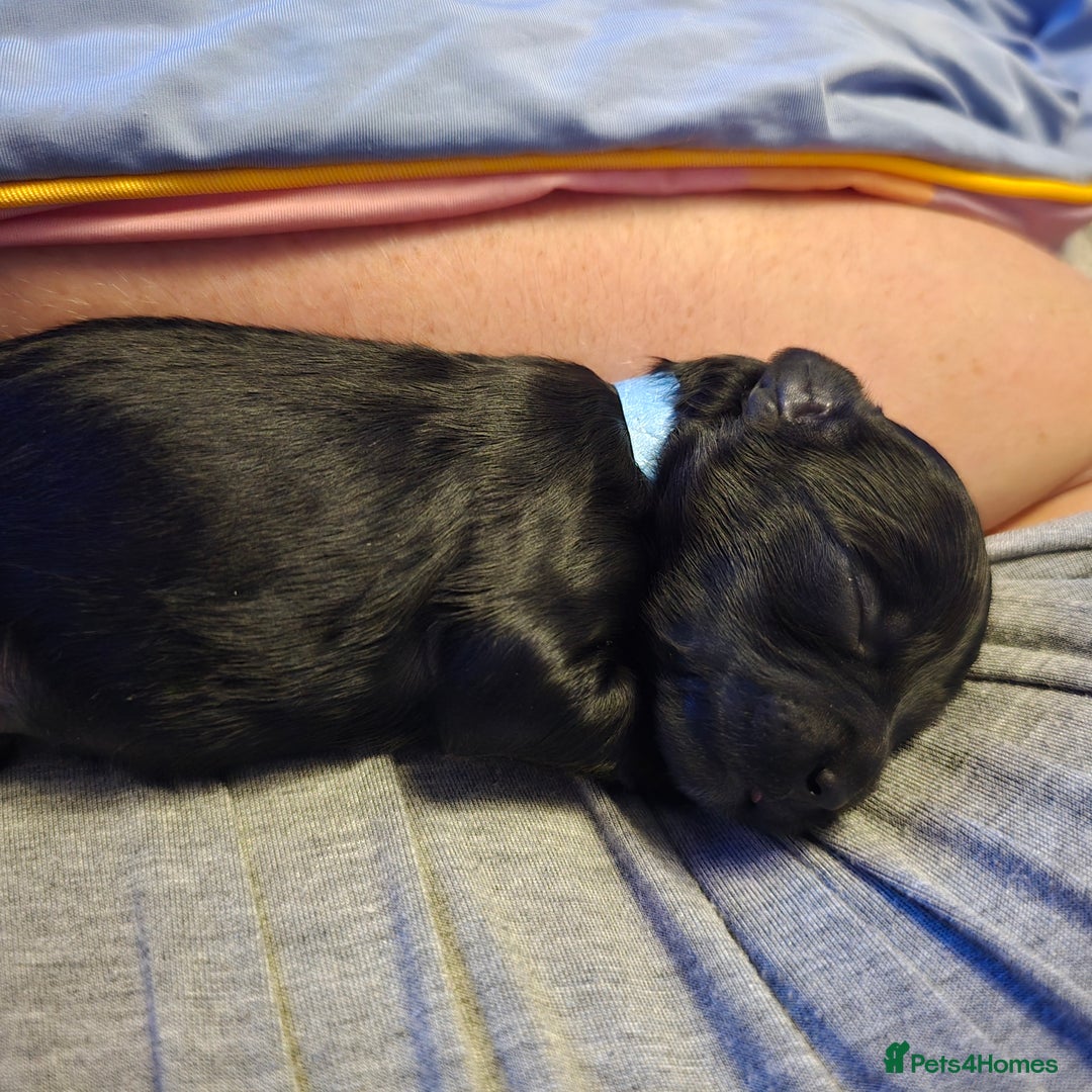 Shihpoo dogs for sale: 🐾REDUCED 2 Boys £800 - Shihpoo Puppies🐾 - Advert 16