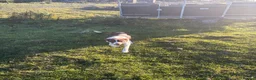 Border Collie dogs for sale: Tess, 2.5 year old in Harlech - Advert 4