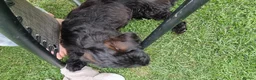 Labradoodle dogs for sale: Wonderful labradoodle puppies - Advert 9