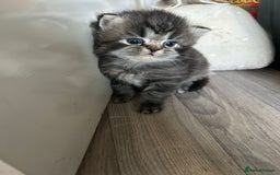 Perdoll cats for sale: Perdolls x2  - Image 3