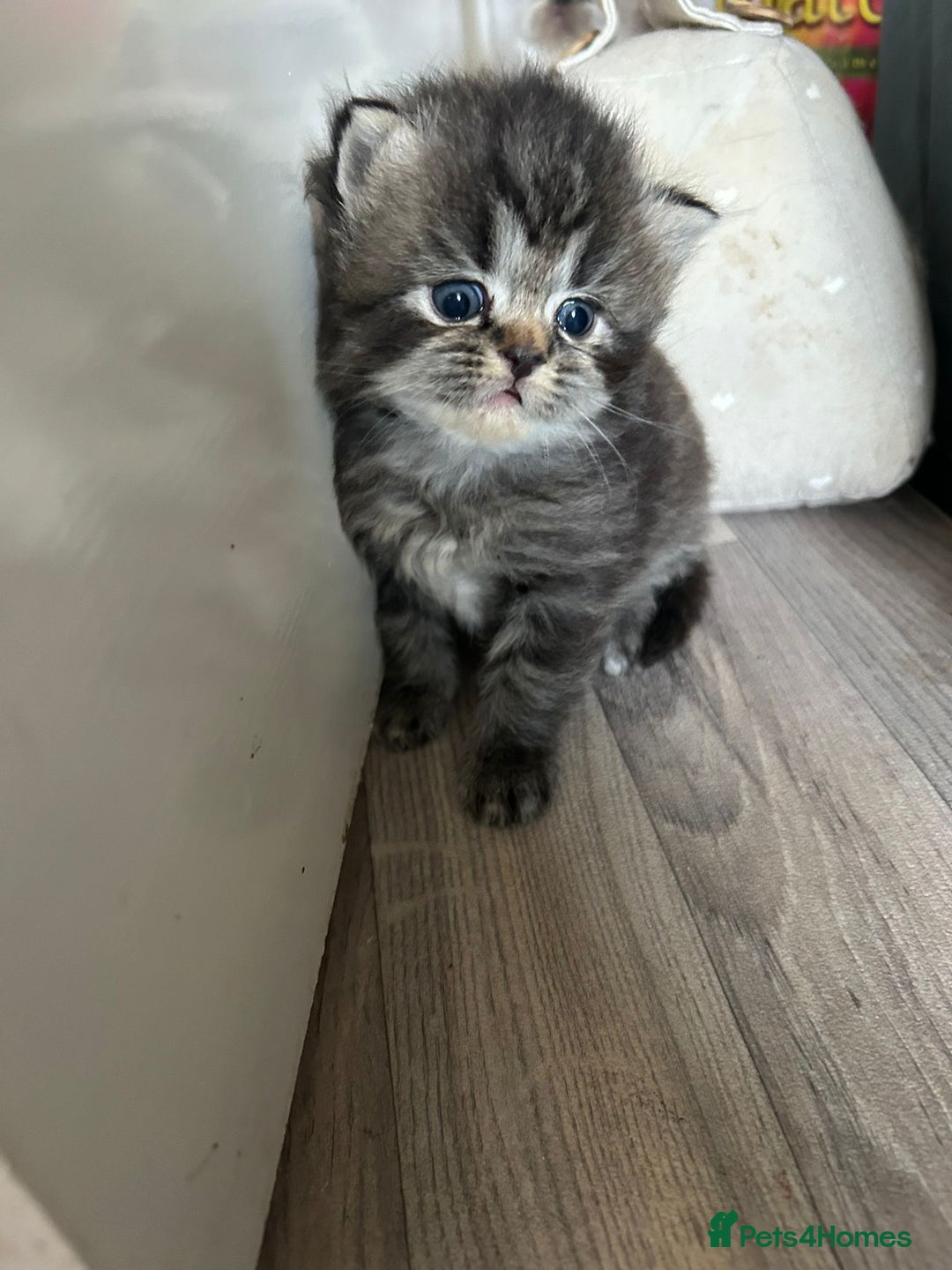 Perdoll cats for sale: Perdolls x2  - Image 3