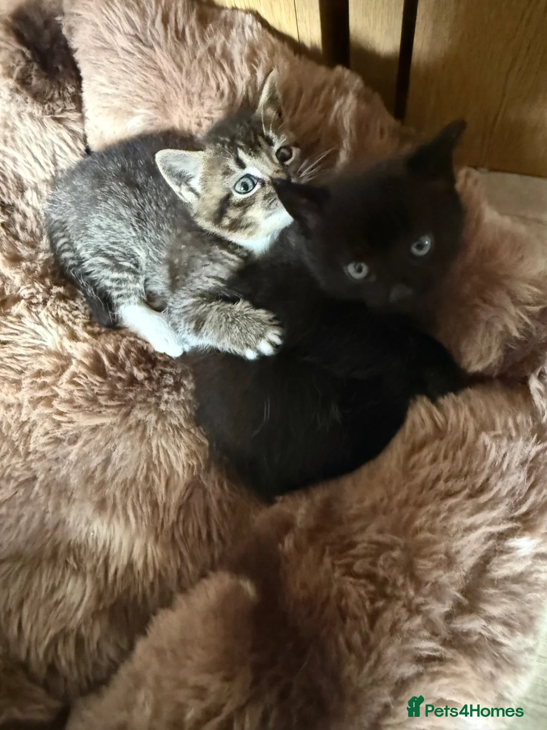 Mixed Breed cats for sale: Kitten available  - Advert 2