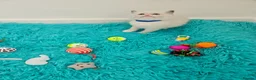 Ragdoll cats for sale: PET OR ActiveTicaHCM,PKD Certyficate,Championship  - Advert 17