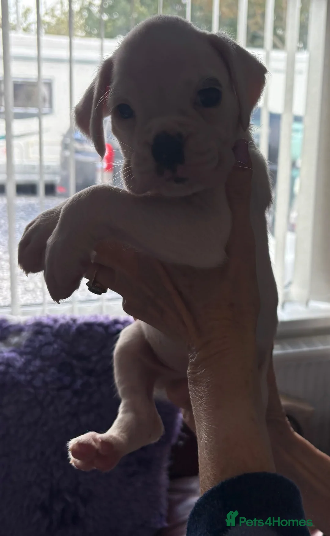 Boxer dogs for sale: Boxer Pups for sale. 5 STAR Council Licence - Advert 2