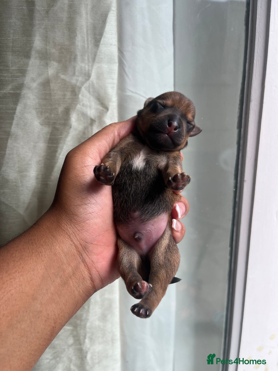 Mixed Breed dogs for sale: Jack Russel x Chow Chow Mix Puppies for Sale  - Image 10