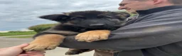 German Shepherd dogs for sale: Pure bred Straight Back German Shepherds - Advert 1