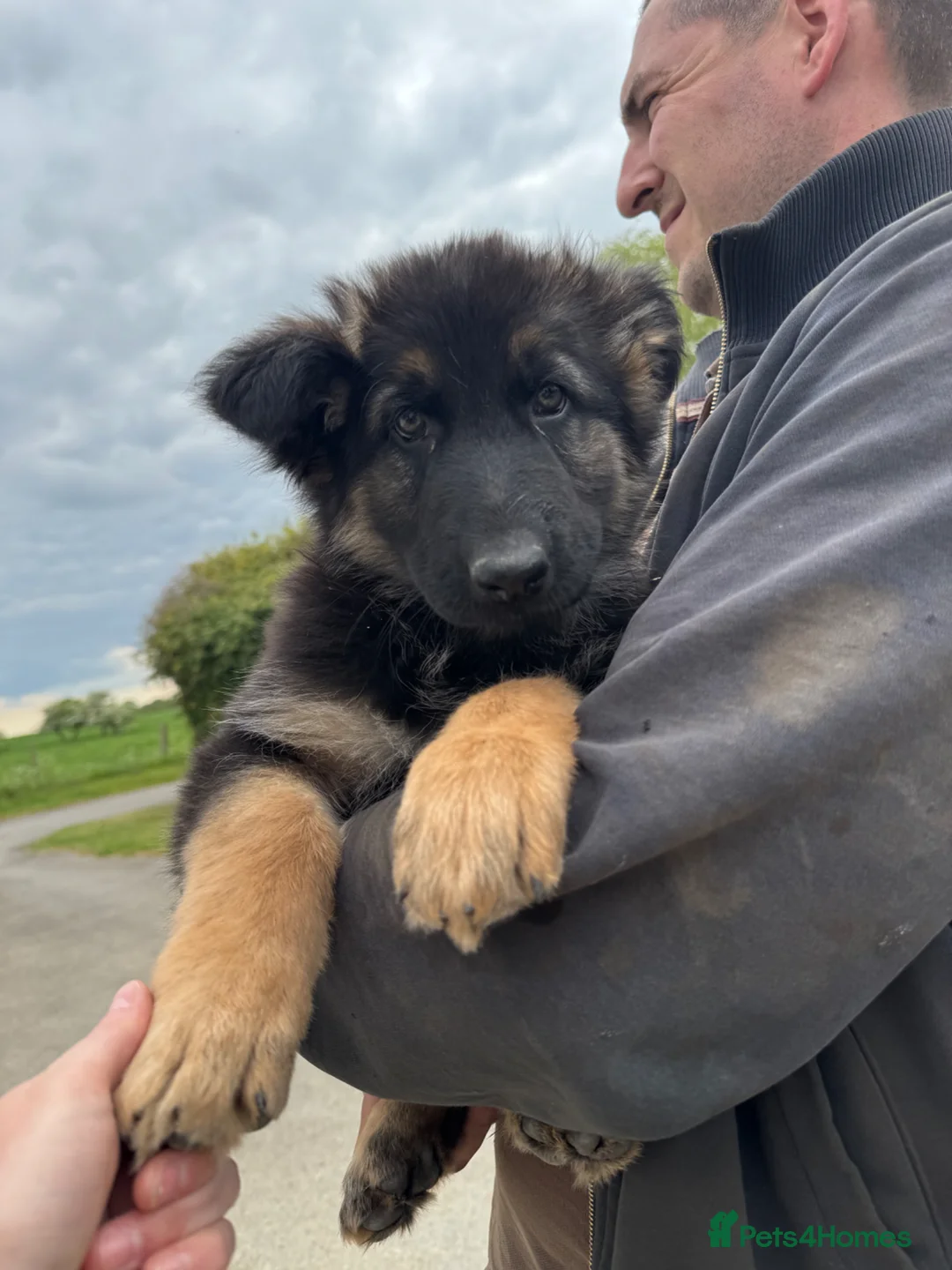 German Shepherd dogs for sale: Pure bred Straight Back German Shepherds - Advert 1