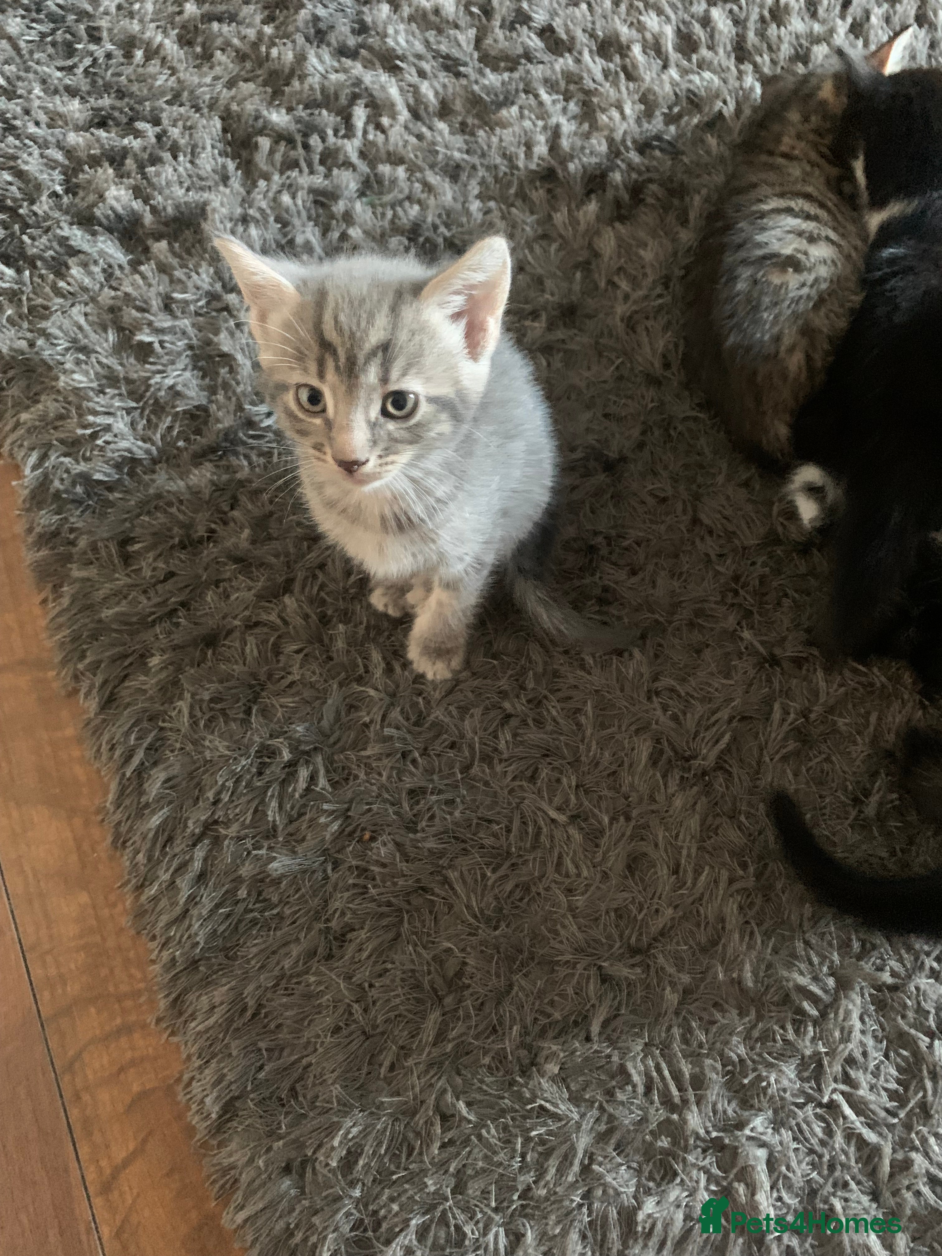 Mixed Breed cats 8 beautiful kittens for sale - Advert 1