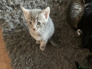 Mixed Breed cats 8 beautiful kittens for sale - Advert 1