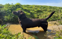 Labrador Retriever dogs for stud: Proven KC Reg Labrador health tested stud in Olney - Image 20