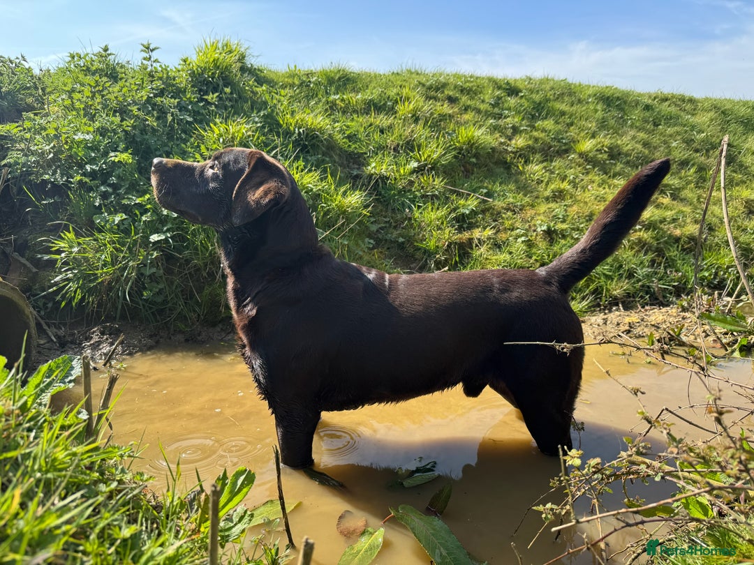 Labrador Retriever dogs for stud: Proven KC Reg Labrador health tested stud in Olney - Image 20
