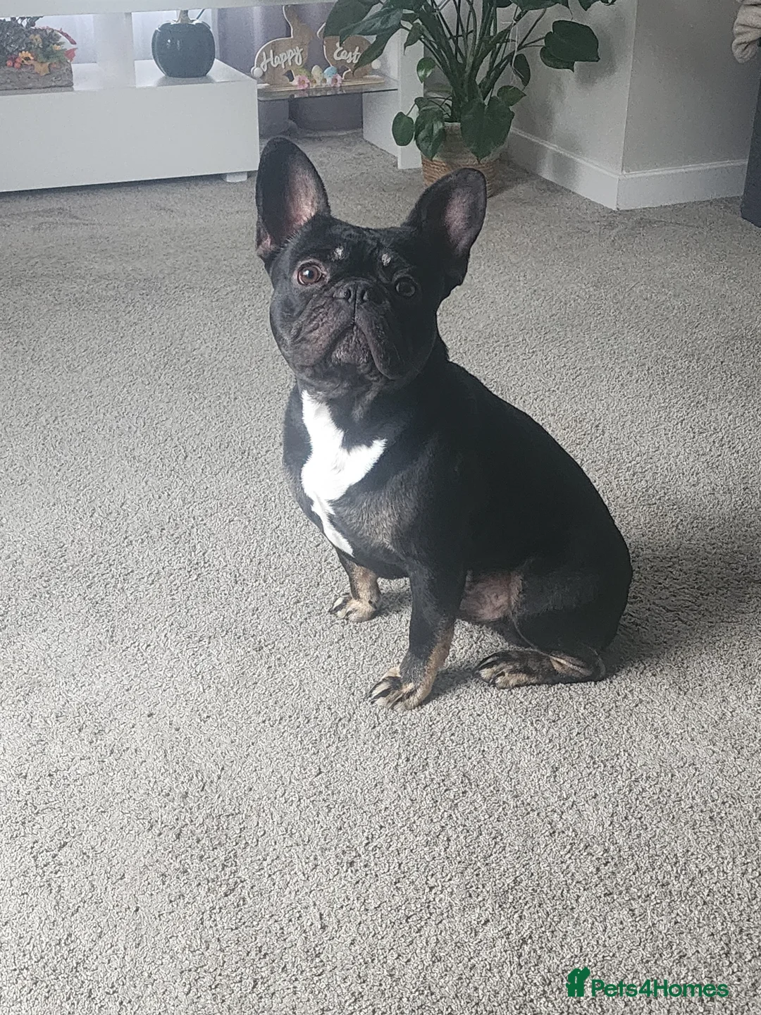 French Bulldog dogs for stud: French bulldog ready for stud in Pontefract - Advert 2