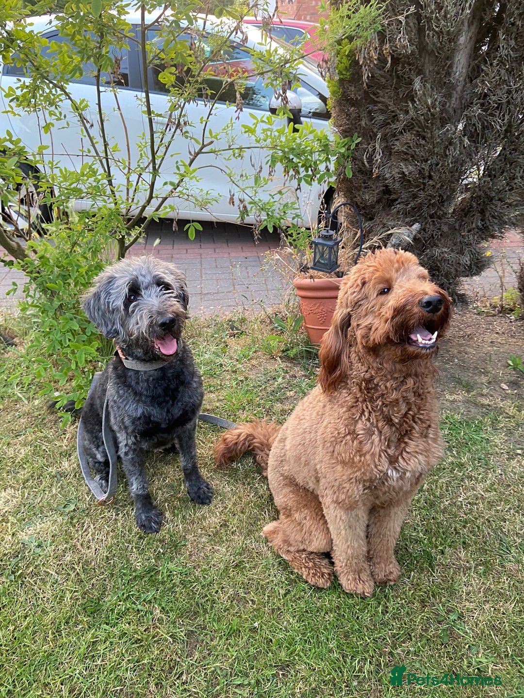 Labradoodle dogs for sale: 6 very cute Labradoodle puppies  - Image 5