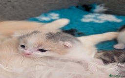 Maine Coon cats for sale: Maine coon X kittens  - Image 3