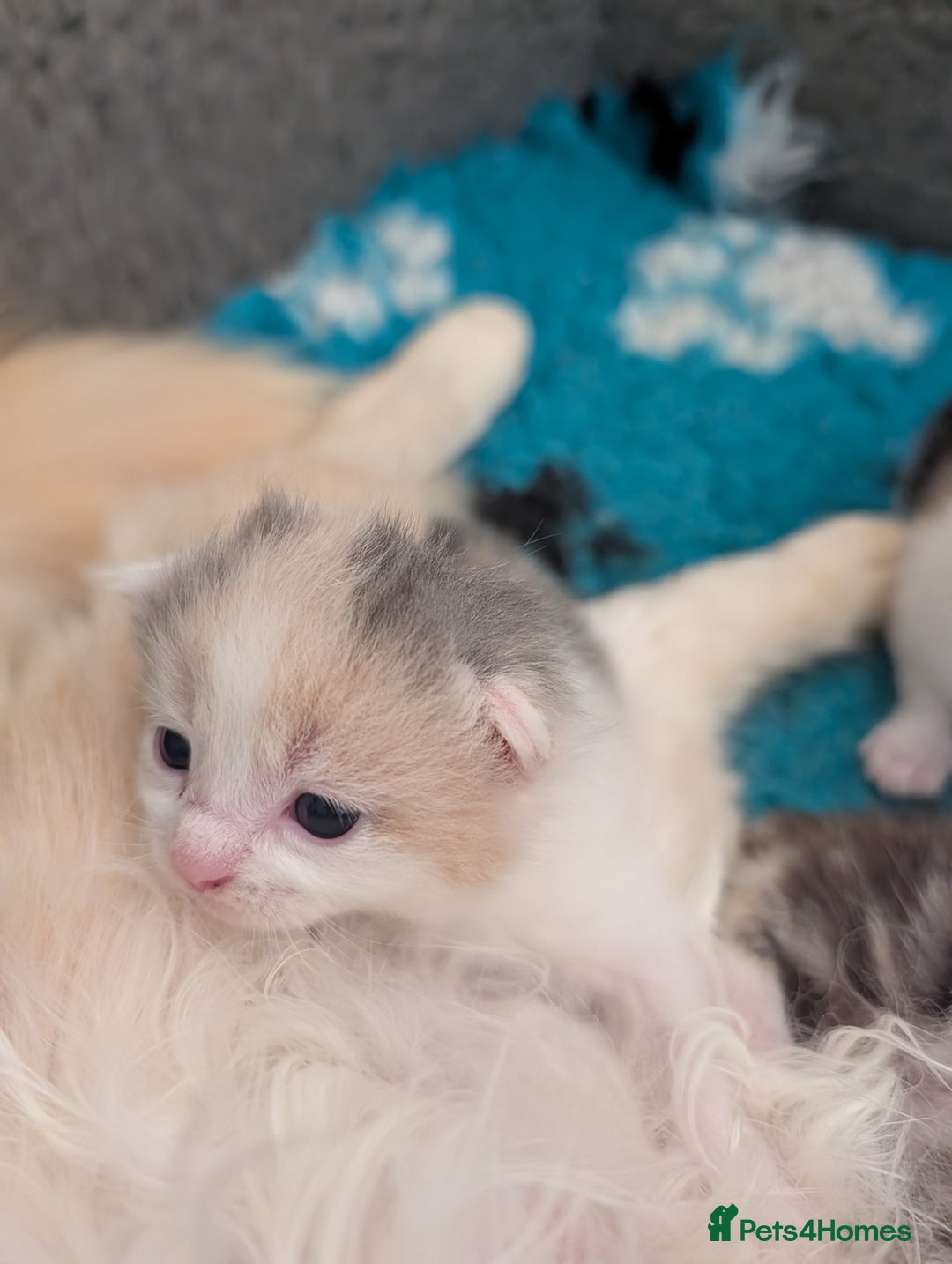 Maine Coon cats for sale: Maine coon X kittens  - Image 3