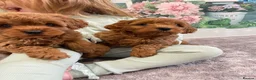 Cavapoo dogs for sale: F1B.Full DNA tested & health checked clear parents - Advert 9