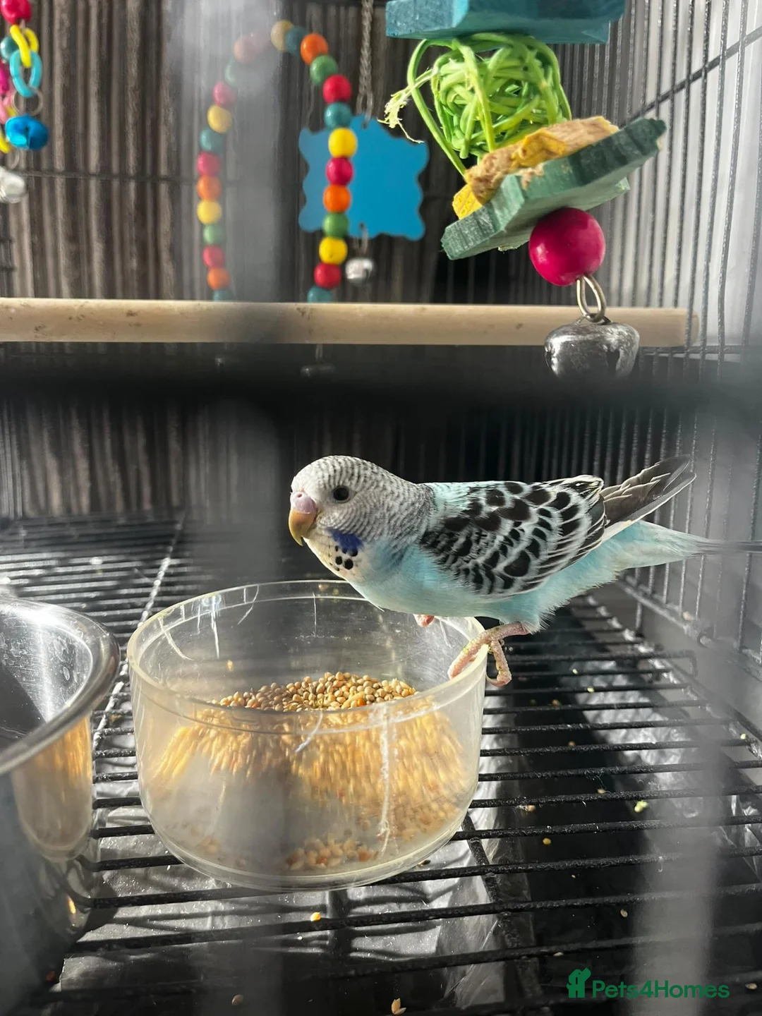 Budgerigars birds for sale: Budgie & Cage in Birmingham - Advert 5