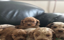 Cocker Spaniel dogs for sale: Outstanding of top quality show type puppies 🌈🐶 - Advert 7