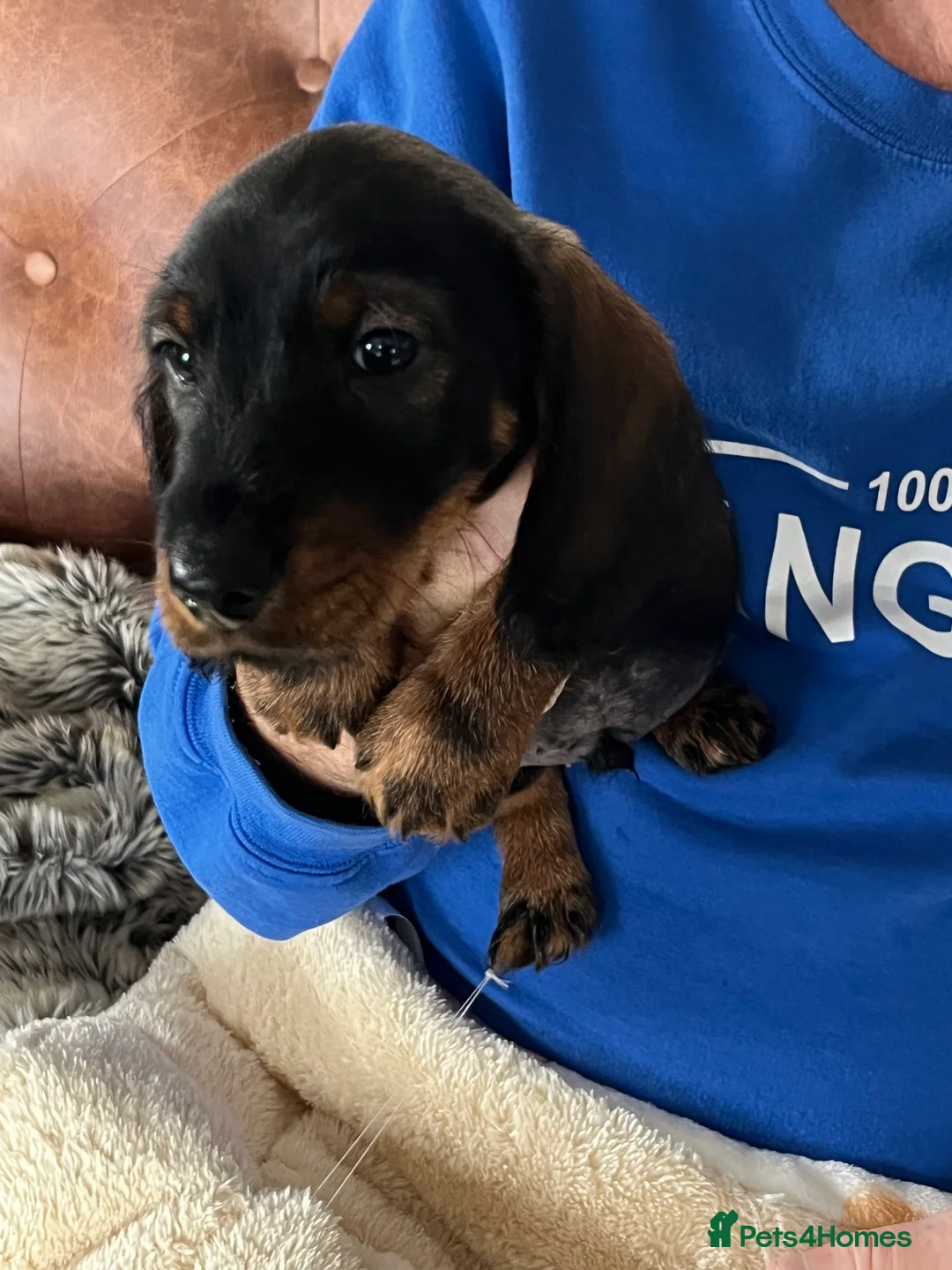 Miniature Dachshund dogs for sale: Miniature Wire/smooth (Dachshund)Pin wire in coat - Advert 3