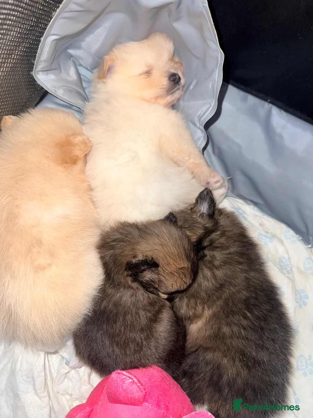 Pomeranian dogs for sale: 3 Beautiful Pomeranian Puppies – All Girls 🐾 - Advert 2