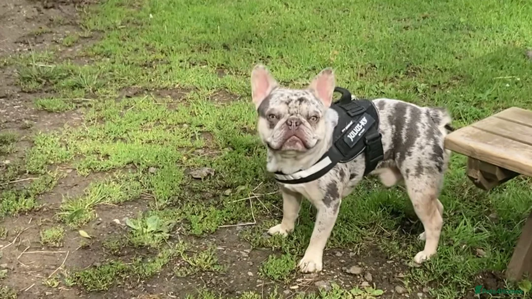 French Bulldog dogs for stud: Lilac merle French bulldog for stud  in Stevenage - Advert 19