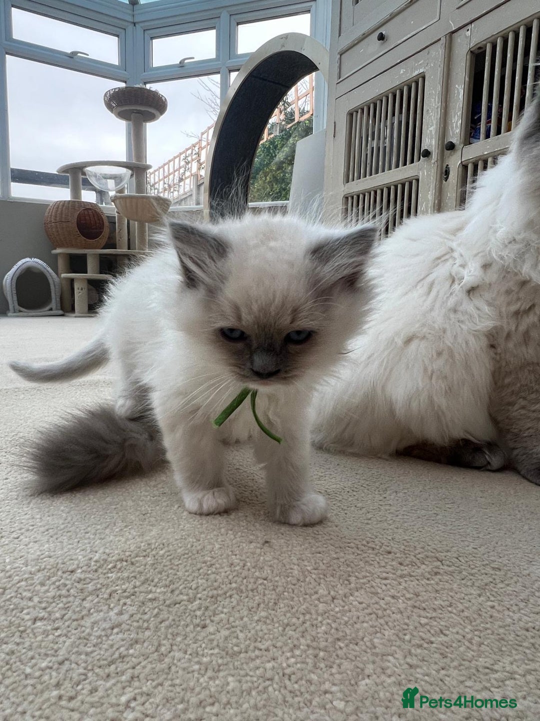 Ragdoll cats for sale: 100% Pure ragdoll kittens - Advert 4