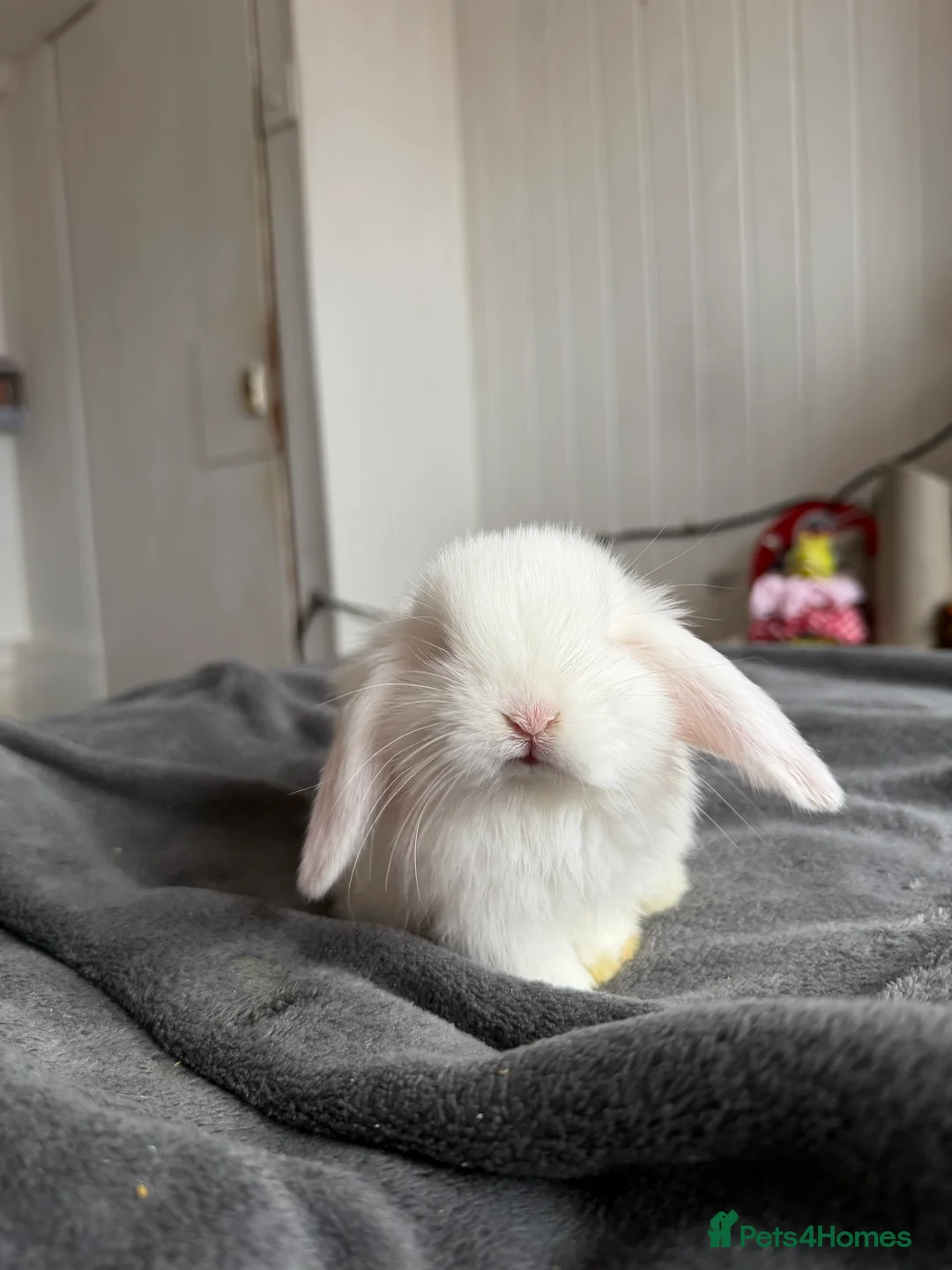 Mini Lop rabbits for sale: Holland lop  - Advert 2