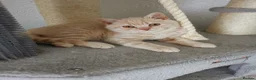 British Shorthair cats for sale: Stunning GCCF reg kittens ready to leave now! - Advert 4