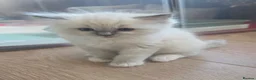 Ragdoll cats for sale: Blue mitted Ragdoll - Advert 2