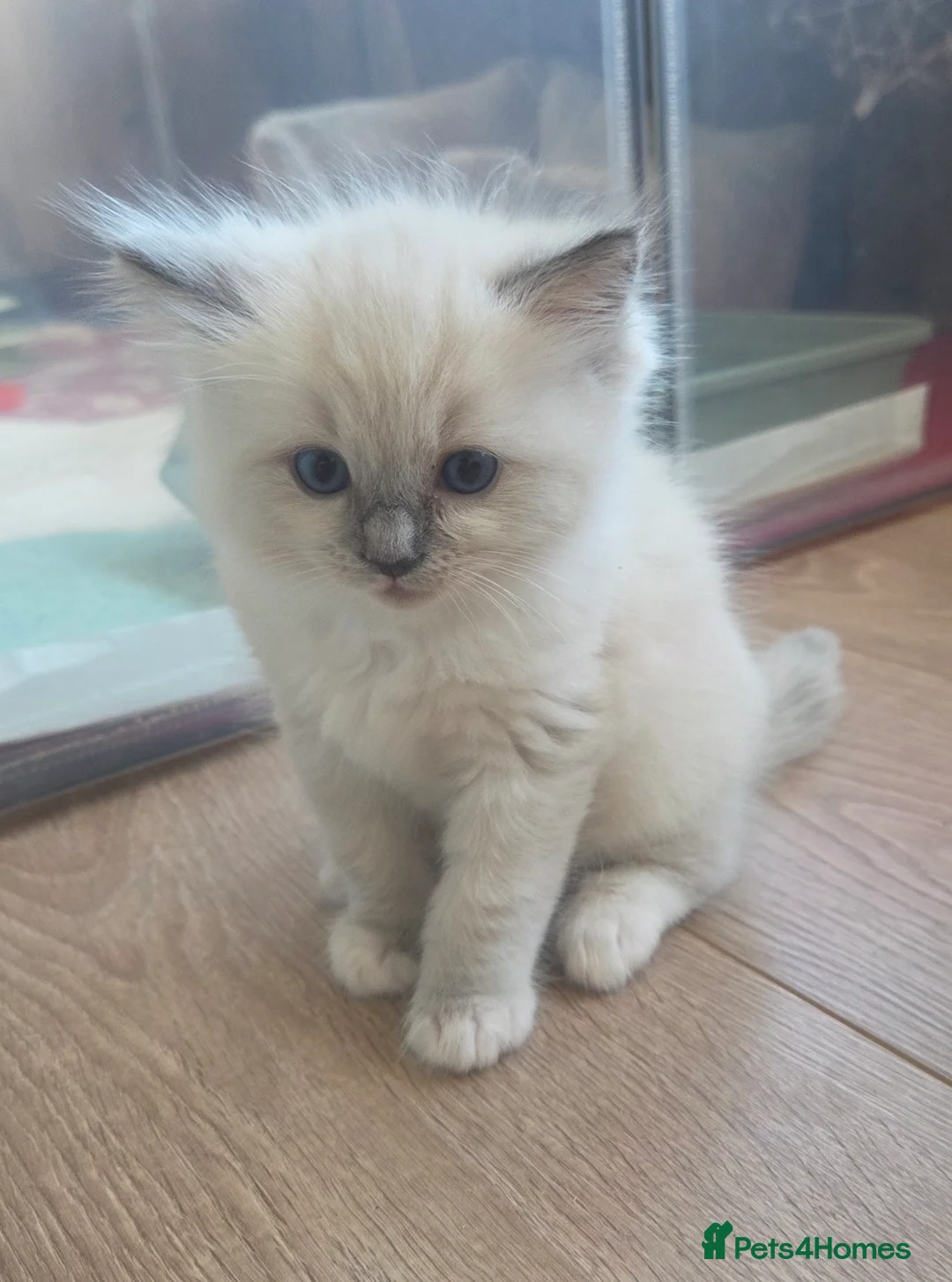 Ragdoll cats for sale: Blue mitted Ragdoll - Advert 2