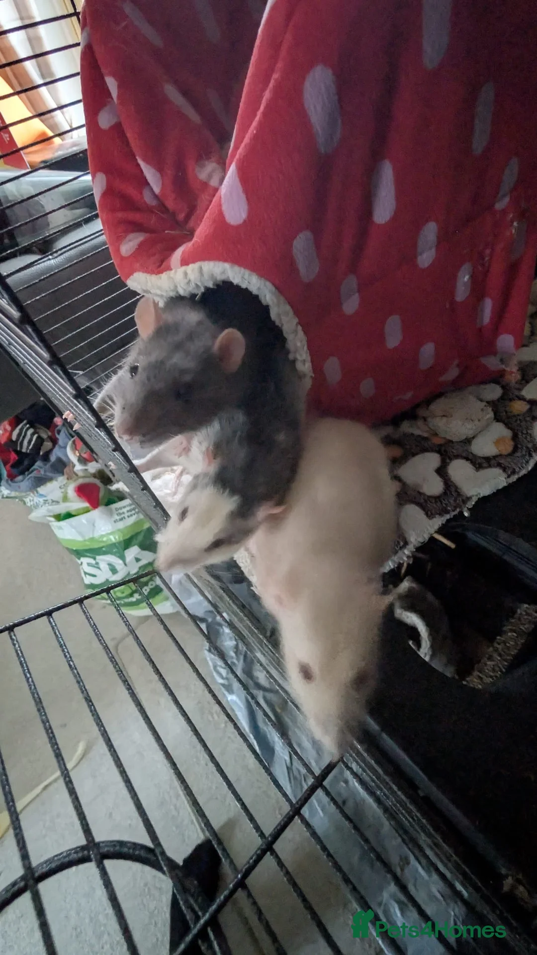 Rat rodents for sale: REHOMED  - Advert 1