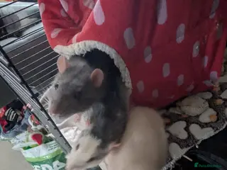 Rat rodents now rehomed - Advert 7
