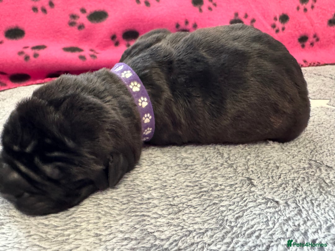 Neapolitan Mastiff dogs for sale: Neapolitan mastiff puppies  - Image 29
