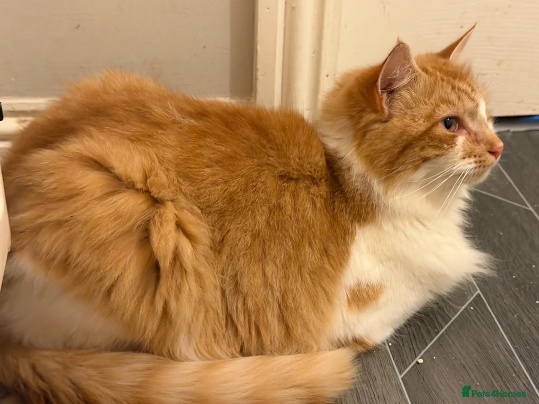 Maine Coon cats for sale: Maine coon  - Advert 3