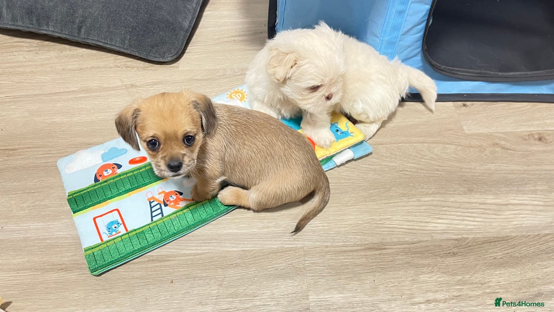 Shih Tzu dogs for sale: 2 adorable little imperial Shih tzus boys - Image 3