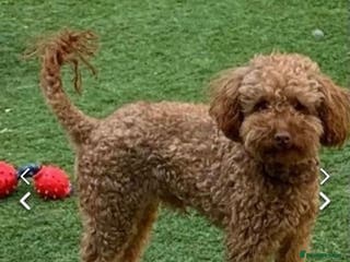 Toy Poodle dogs Kc toy poodle for stud duties in Hinckley - Advert 9