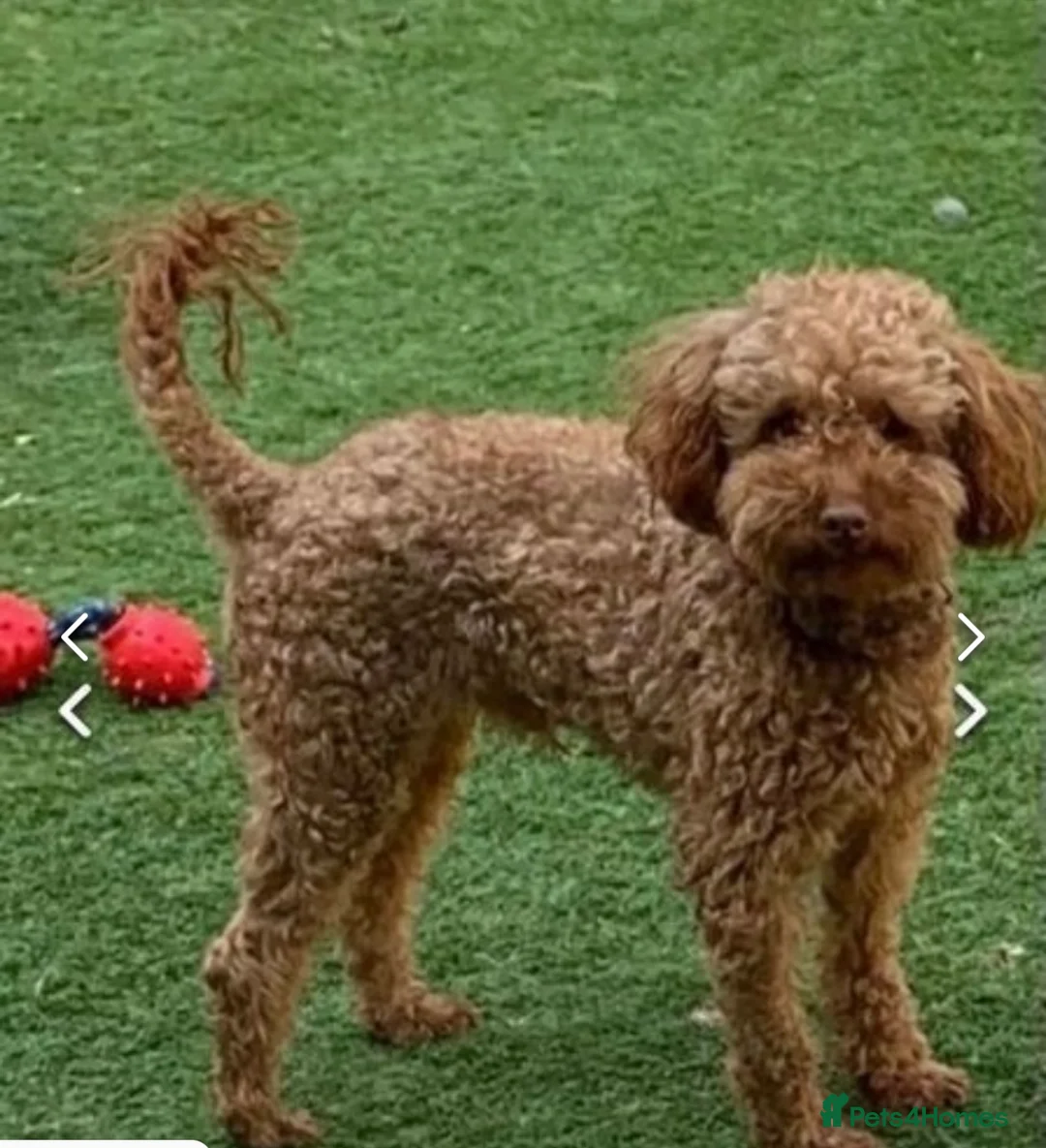 Toy Poodle dogs for stud: Kc toy poodle for stud duties  in Hinckley - Advert 1