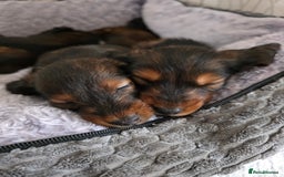 Dachshund dogs for sale: Red long-haired standard dachshund puppies - Image 31
