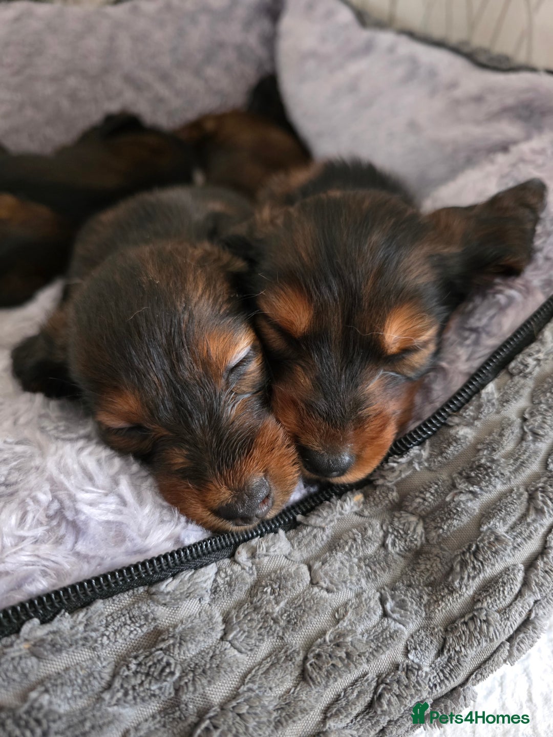 Dachshund dogs for sale: Red long-haired standard dachshund puppies - Image 31