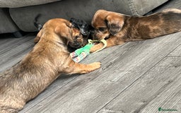 Dachshund dogs for sale: Dachshund puppies  - Image 4