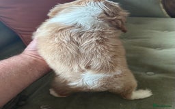 Cavalier King Charles Spaniel dogs for sale: Blenheim Cavalier Girl - Image 7