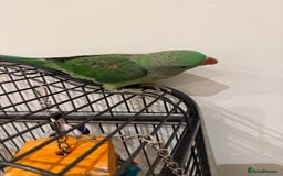 Parrots birds for sale: Alexander - Image 3
